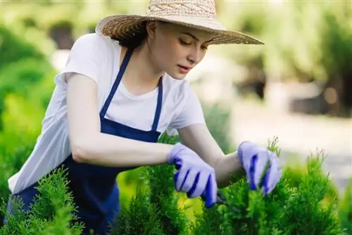 Pavojingas kukmedžio pjovimas: patarimai, kaip saugiai elgtis