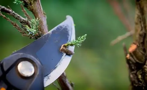 Potatura pesante degli alberi di tasso: come eseguirla correttamente?