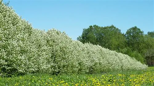 Serviceberry si një mbrojtje: Avantazhet dhe disavantazhet me një shikim