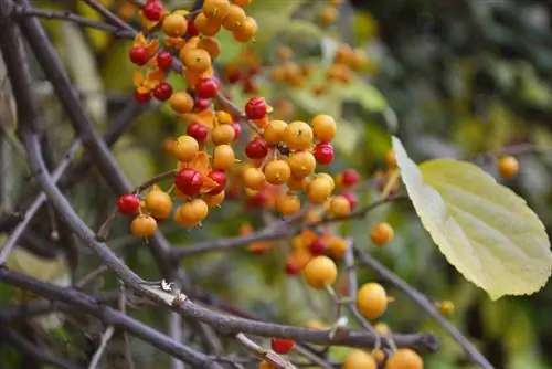 gusano de árbol venenoso