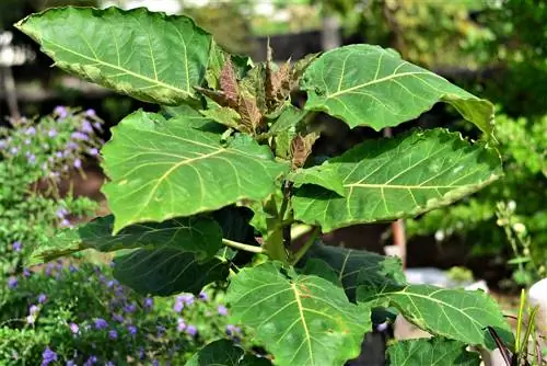 Plantando tomates arbóreos: instruções para jardins e recipientes