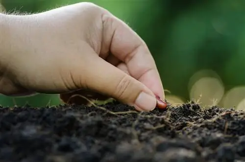 Optimal spacing for bush beans: tips and tricks