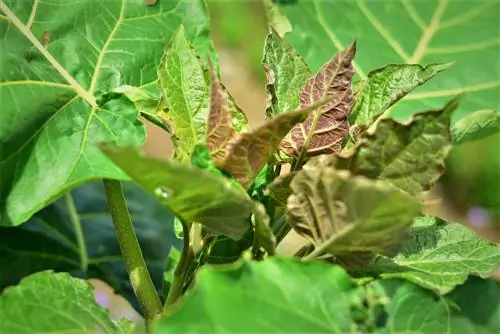 corte de tomate de árvore