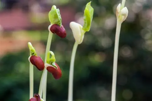 Masa percambahan kacang semak