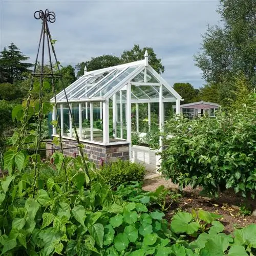 bush beans-in-the-greenhouse