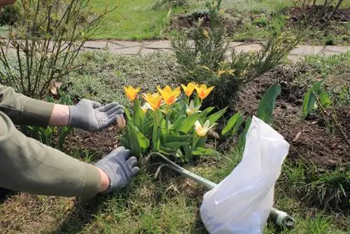 Fertilizza l'aiuola: così otterrai fiori rigogliosi