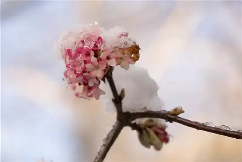 Winterharde planten voor het bloembed: mooie selectie en tips