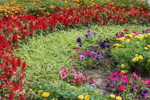 Progettare un'aiuola: abbinare i colori e scegliere le piante