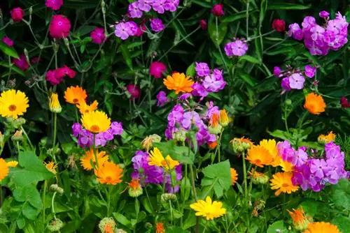 summer flower bed