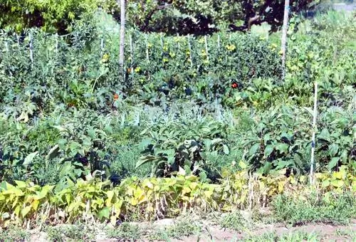 bush beans-magandang-kapitbahay