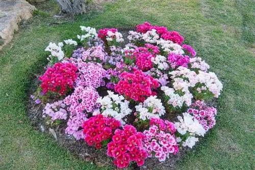 Designing a small flower bed: Tips for attractive beds