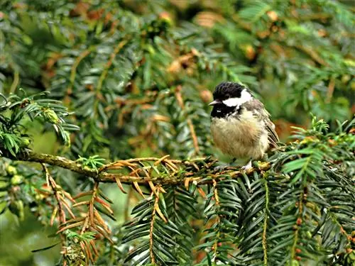 Idegran tappar nålar: naturliga orsaker och lösningar