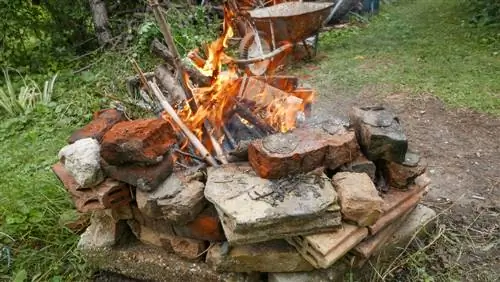 Bruciare l'albero di tasso: consentito e sicuro? Tutte le informazioni