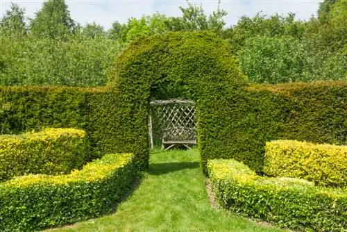 Laat taxus vinniger groei: wenke en truuks