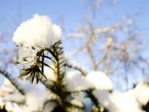 Yew tree turns brown: causes, solutions and prevention