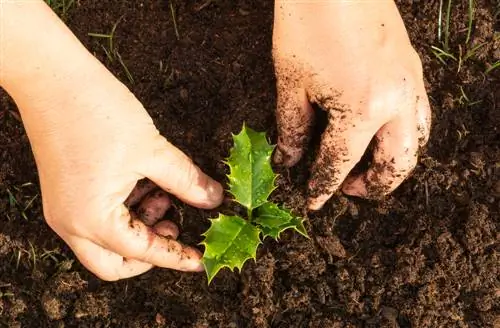 צמח Ilex: מיקום, טיפול וריבוי קלים