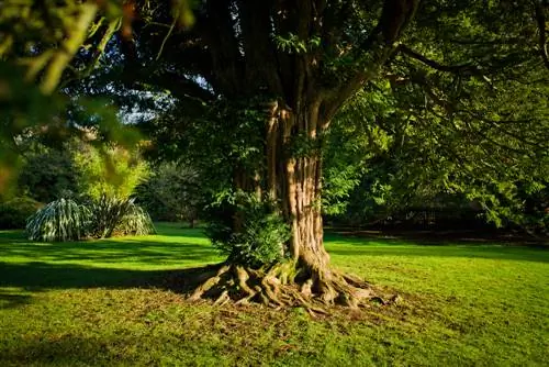 Yew roots: deep roots and their special properties