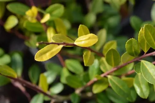 ilex crenata diseases