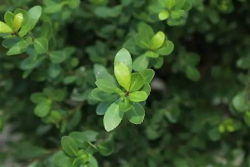 Ilex crenata أمراض خضراء داكنة