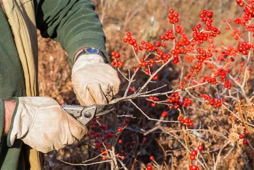 ilex skjæring