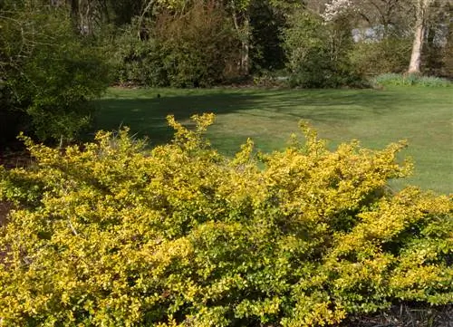 cuidado de ilex crenata