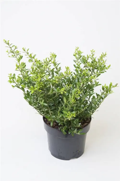 boutures d'ilex crenata