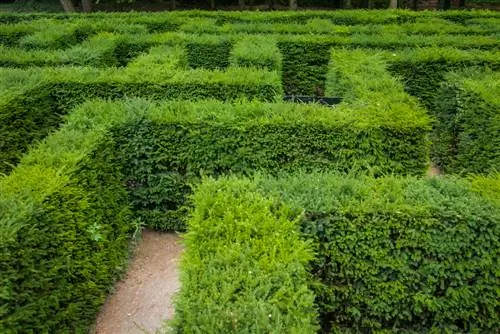 Piantare correttamente gli alberi di tasso: quale distanza è ideale?