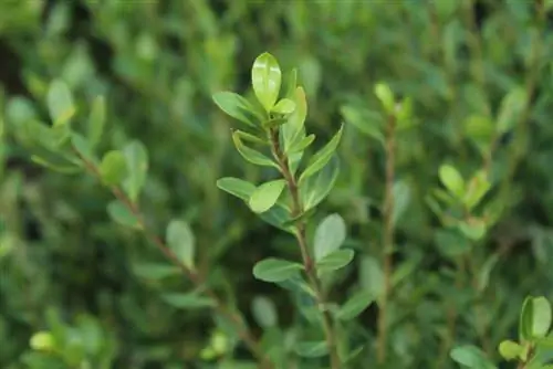 Ilex crenata رعاية خضراء داكنة