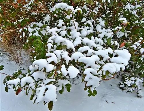 Ilex Crenata: Odporne wskazówki dla młodych roślin