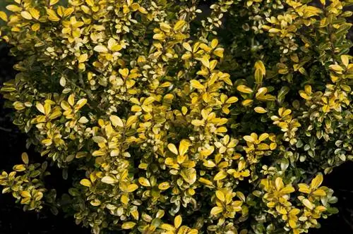 Bemes Ilex crenata korrek - wanneer, hoe en waarmee?