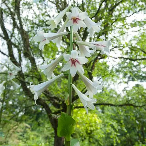 Successfully grow and overwinter tree lilies in pots