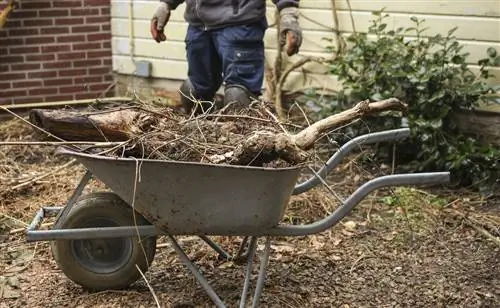 Radici di ilex: fatti interessanti sull'agrifoglio con radici profonde