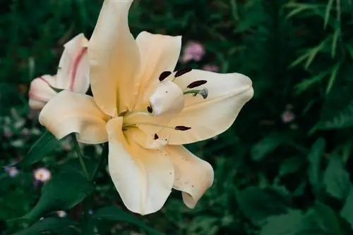 transplanting tree lilies