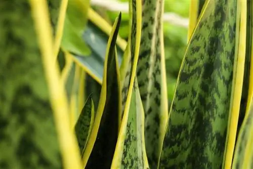 plantas de interior africanas