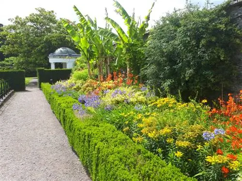 plantas de borde de cama