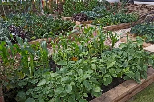 Bush beans in raised beds: Grow and harvest successfully