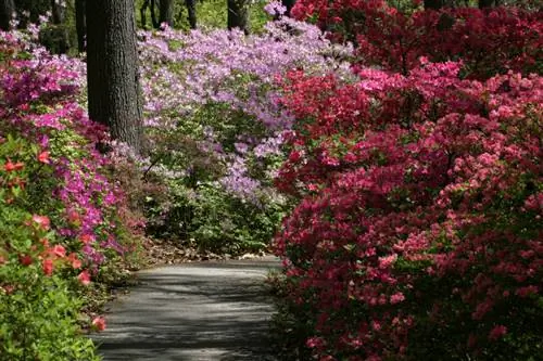 rododendron