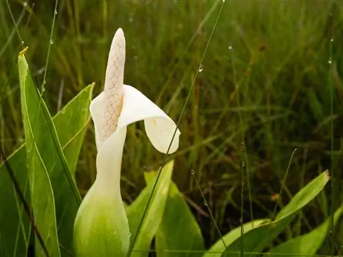 Arum plant en versorg: Nuttige kundige wenke