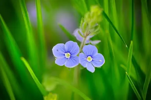 Speedwell in die tuin: Hoekom is hierdie meerjarige plant so gewild?