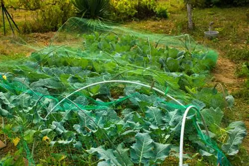 Cover the vegetable patch: When and how for optimal harvest yields