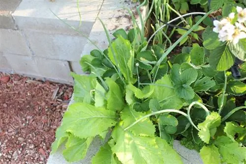 Hormigón para el jardín: haz tus propios bordes de camas