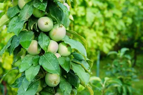 Baja buah kolumnar dengan betul: arahan untuk hasil buah yang tinggi