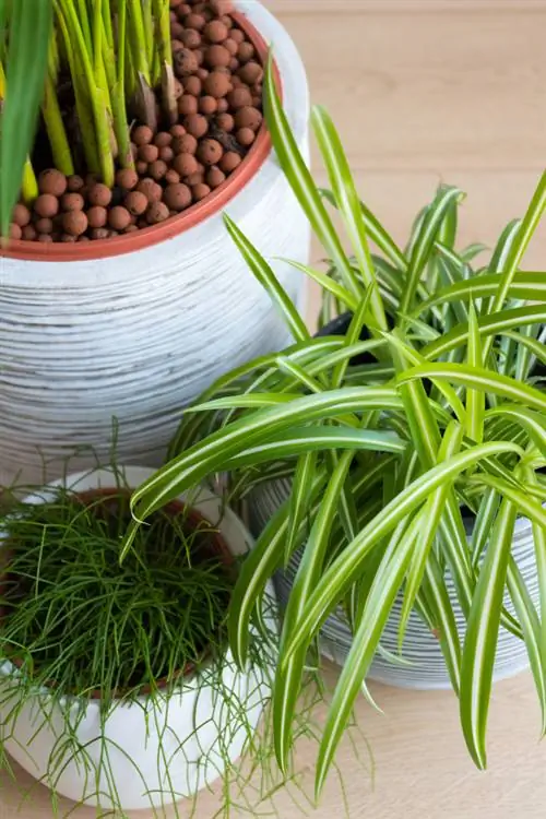 Bewatering tijdens de feestdagen: hoe u uw planten op de juiste manier verzorgt