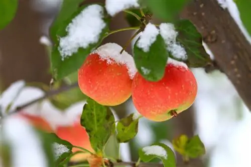 Columnar fruit in winter: How to properly protect your plants