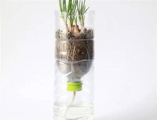 Watering with PET bottles: Simple and effective method