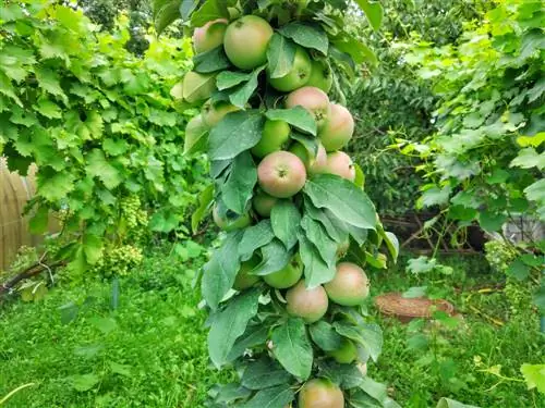 vida útil del fruto columnar