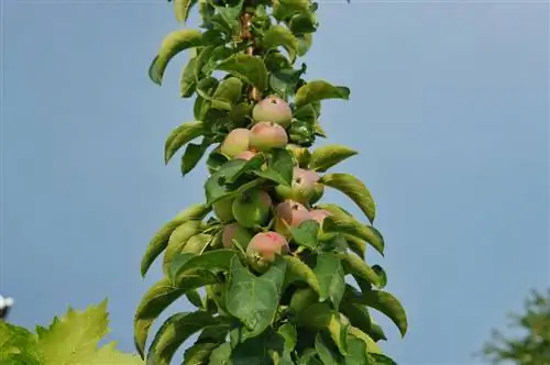 Cultivo de frutos columnares al año: consejos de cuidado y ubicación