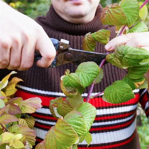 Successfully cutting columnar raspberries: This is how it works