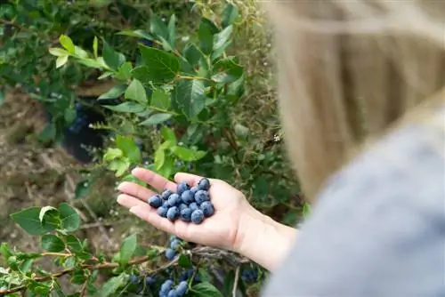 ombra di frutta colonnare