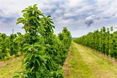 zuilvormige fruitplantafstand